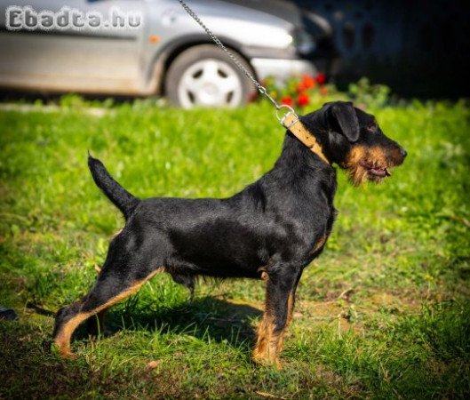 German hunting terrier