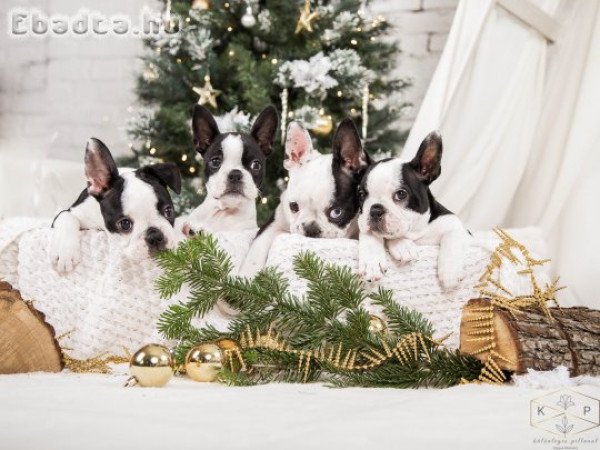 Boston Terrier kiskutyák keresik új otthonukat