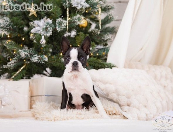 Boston Terrier kiskutyák keresik új otthonukat