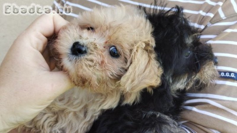 Bichon havanese