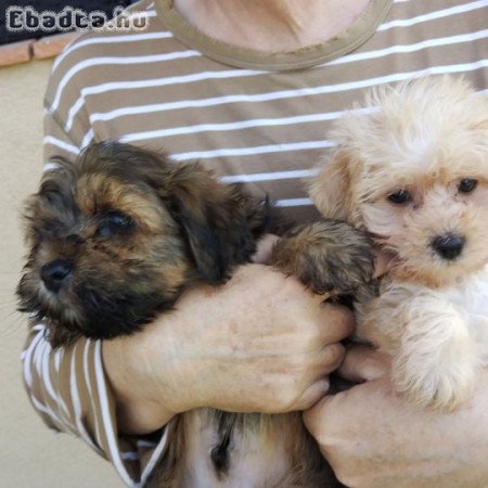 Bichon havanese