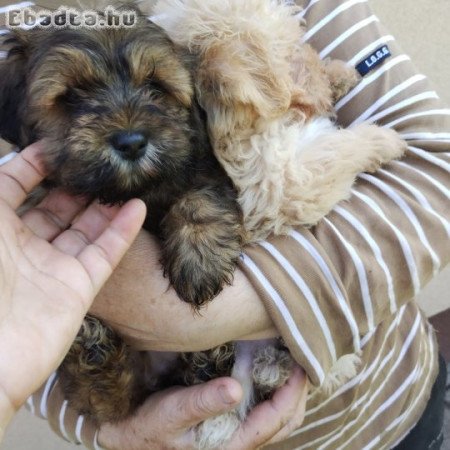 Bichon havanese