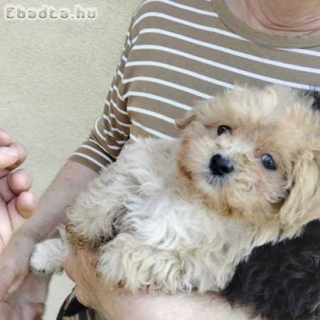 Bichon havanese