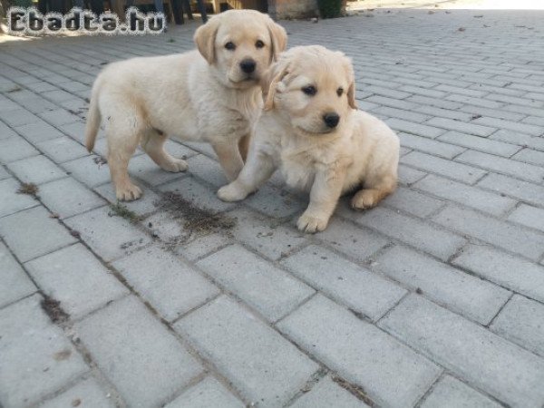 Zsemle színű labrador kiskutyák eladók!