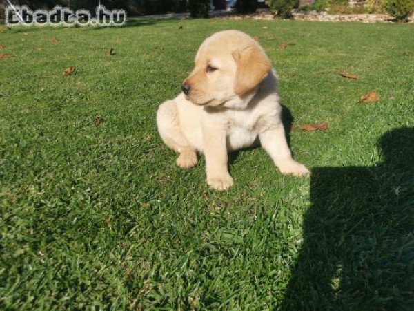 Zsemle színű labrador kiskutyák eladók!