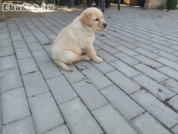 Zsemle színű labrador kiskutyák eladók!