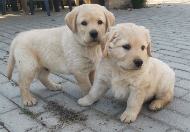 Labrador Retriever