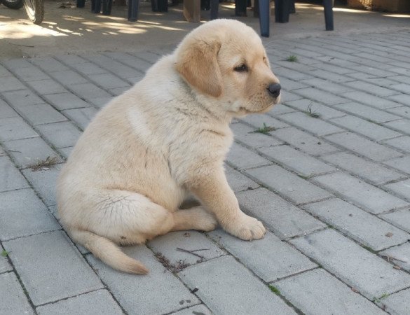 Labrador Retriever