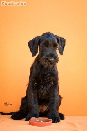 Large Black Schnauzer