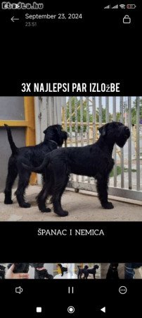 Large Black Schnauzer