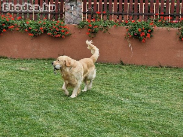 Fedeztetést vállal 3 éves Golden Retriever