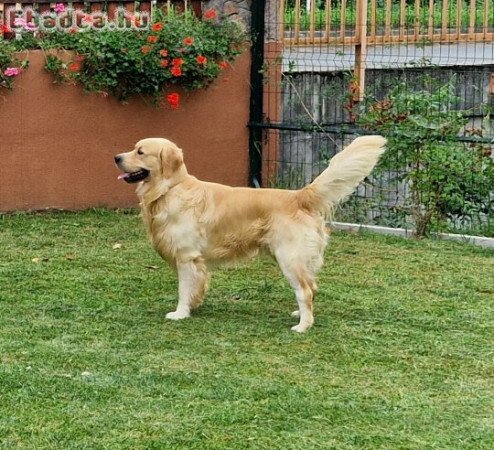 Fedeztetést vállal 3 éves Golden Retriever