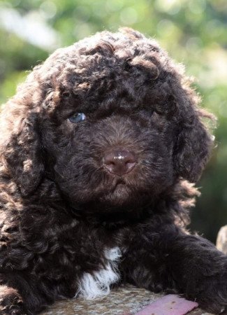 Lagotto ROMAGONOLO