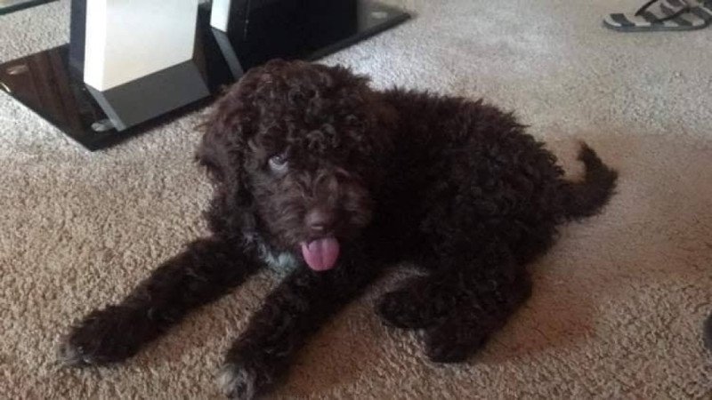 Lagotto ROMAGONOLO