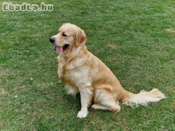 Fedeztetést vállal 3 éves Golden Retriever