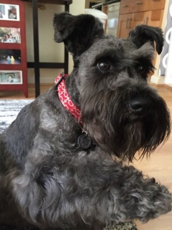 törpe schnauzer