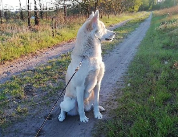 Husky akita mix gazdit keres!