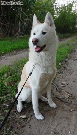 Husky akita mix gazdit keres!