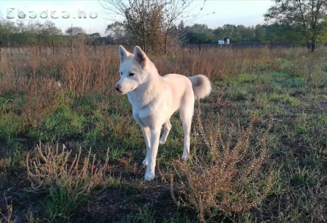 Husky akita mix gazdit keres!