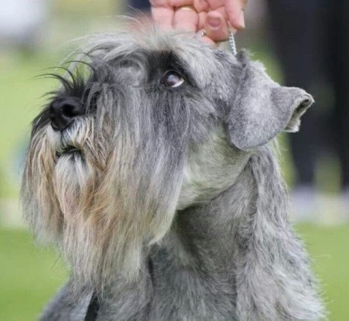 Közép schnauzer