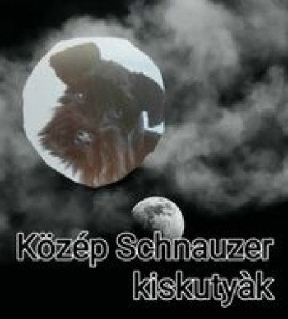 Közép schnauzer