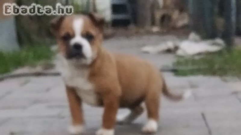 Bulldog kiskutya