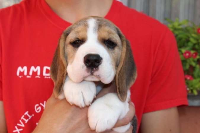 beagle