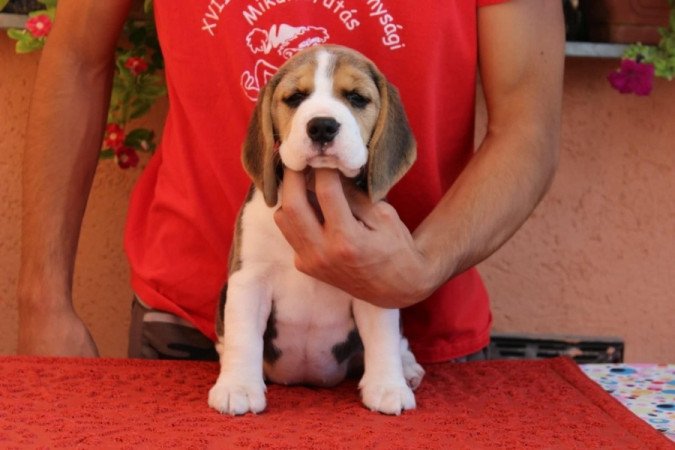 beagle