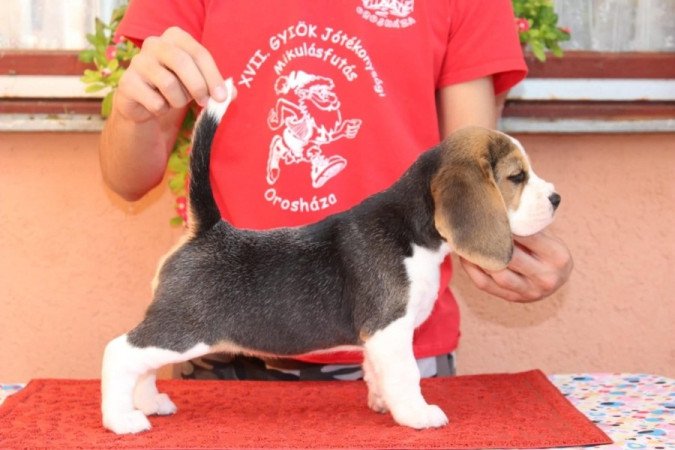 beagle