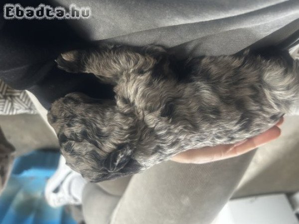 Eladó mudi kölykök