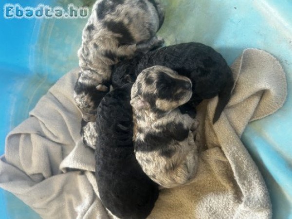 Eladó mudi kölykök