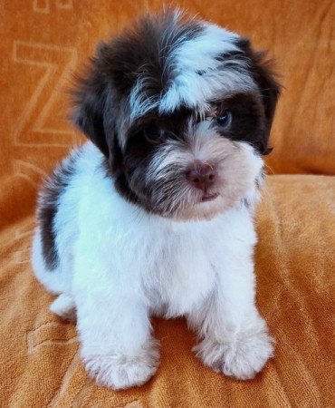 Bichon havanese