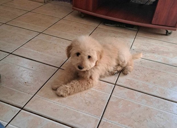 Golden retriever +uszkár =goldendoodle