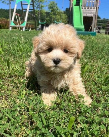 Máltai+uszkár=Maltipoo havanese bichon