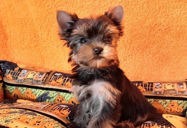 Yorkshire terrier