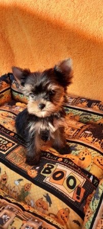 Yorkshire terrier