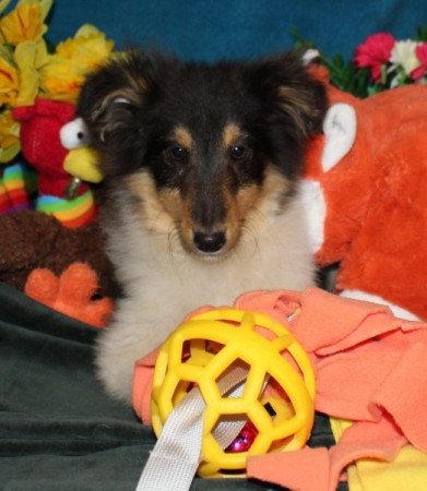 Sheltie (Shetland sheepdog)