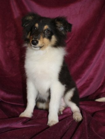 Sheltie (Shetland sheepdog)