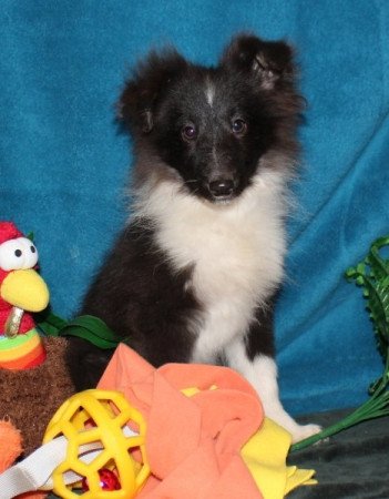 Sheltie (Shetland sheepdog)