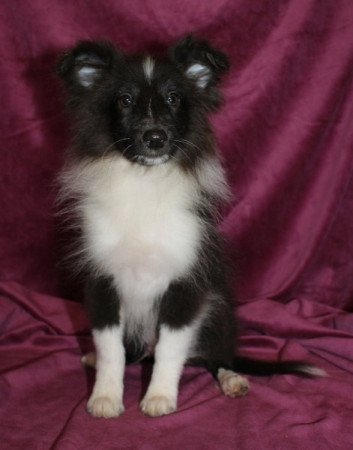 Sheltie (Shetland sheepdog)