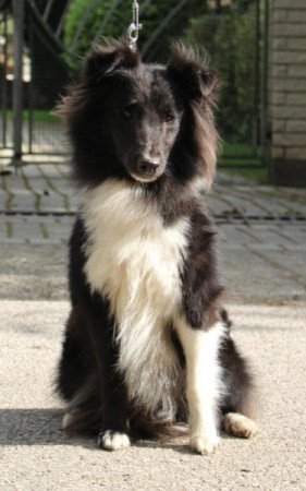 Sheltie (Shetland sheepdog)