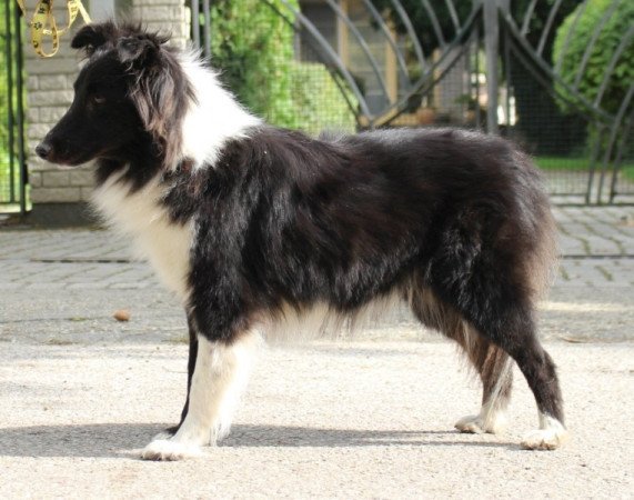 Sheltie (Shetland sheepdog)