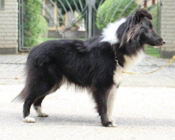 Sheltie (Shetland sheepdog)