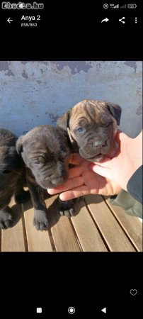 Gyönyörű fajtiszta Cane Corso kutyus