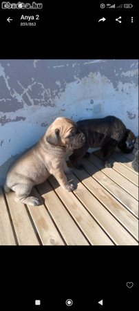 Gyönyörű fajtiszta Cane Corso kutyus