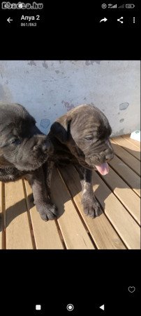 Gyönyörű fajtiszta Cane Corso kutyus