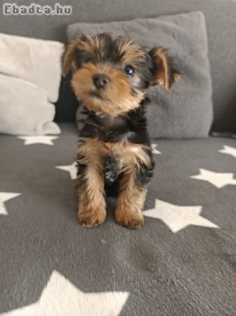 Yorkshire Terrier