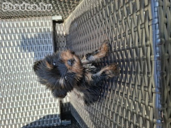 Yorkshire Terrier bébi