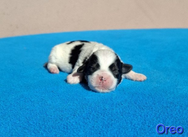 Bichon havanese