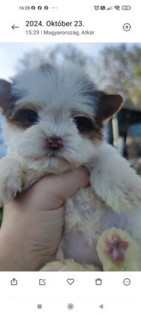 Biro yorkshire terrier